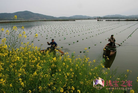 中國(guó)的淡水湖珍珠人工養(yǎng)殖