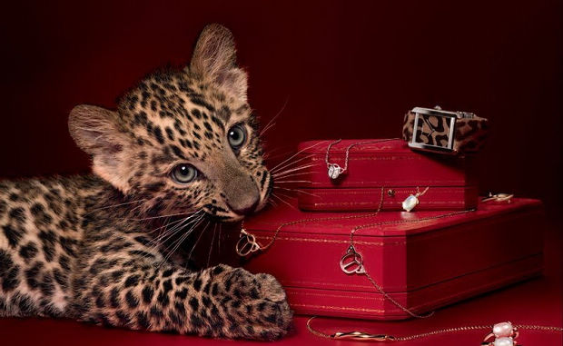 Cartier؁TʥQY]