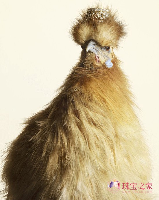 Peter Lippmann:羽毛上的珠寶奢華大片