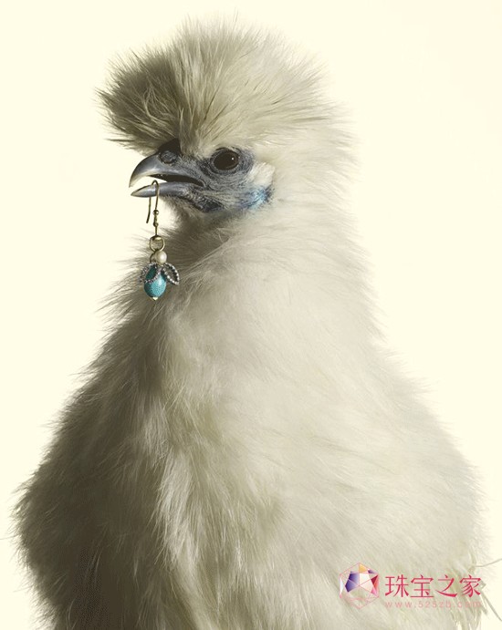 Peter Lippmann:羽毛上的珠寶奢華大片