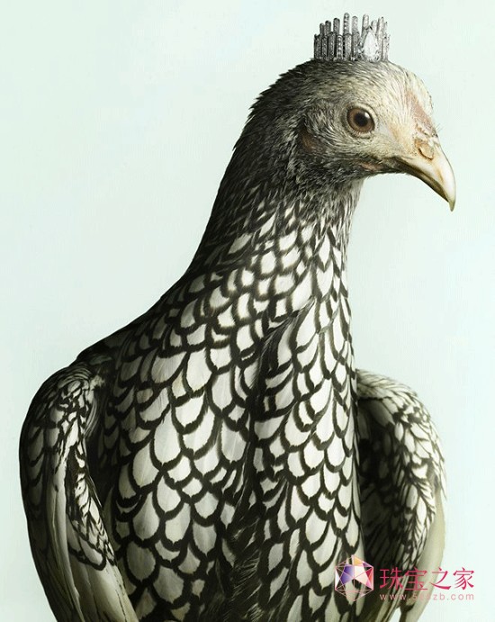 Peter Lippmann:羽毛上的珠寶奢華大片