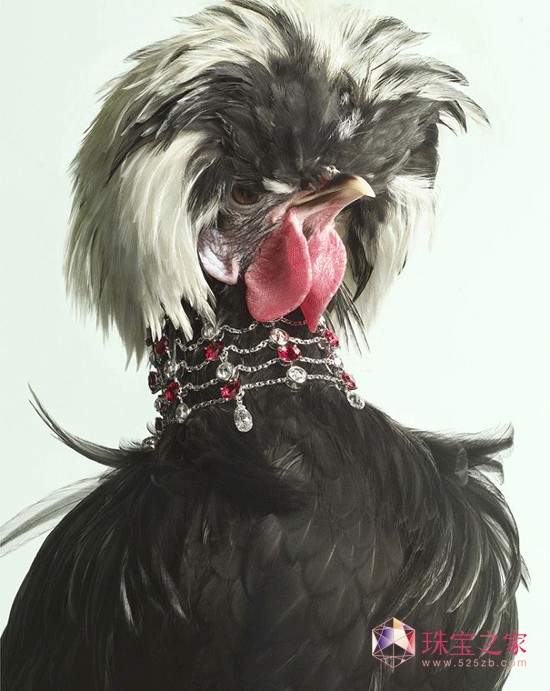 Peter Lippmann:羽毛上的珠寶奢華大片