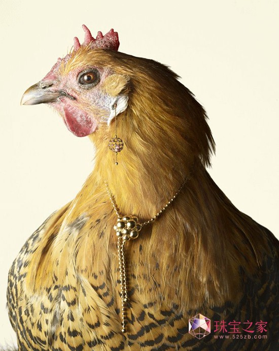 Peter Lippmann：羽毛上的珠寶奢華大片