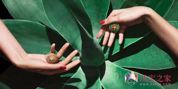 ؁Cactus de Cartier ϵʢľ`